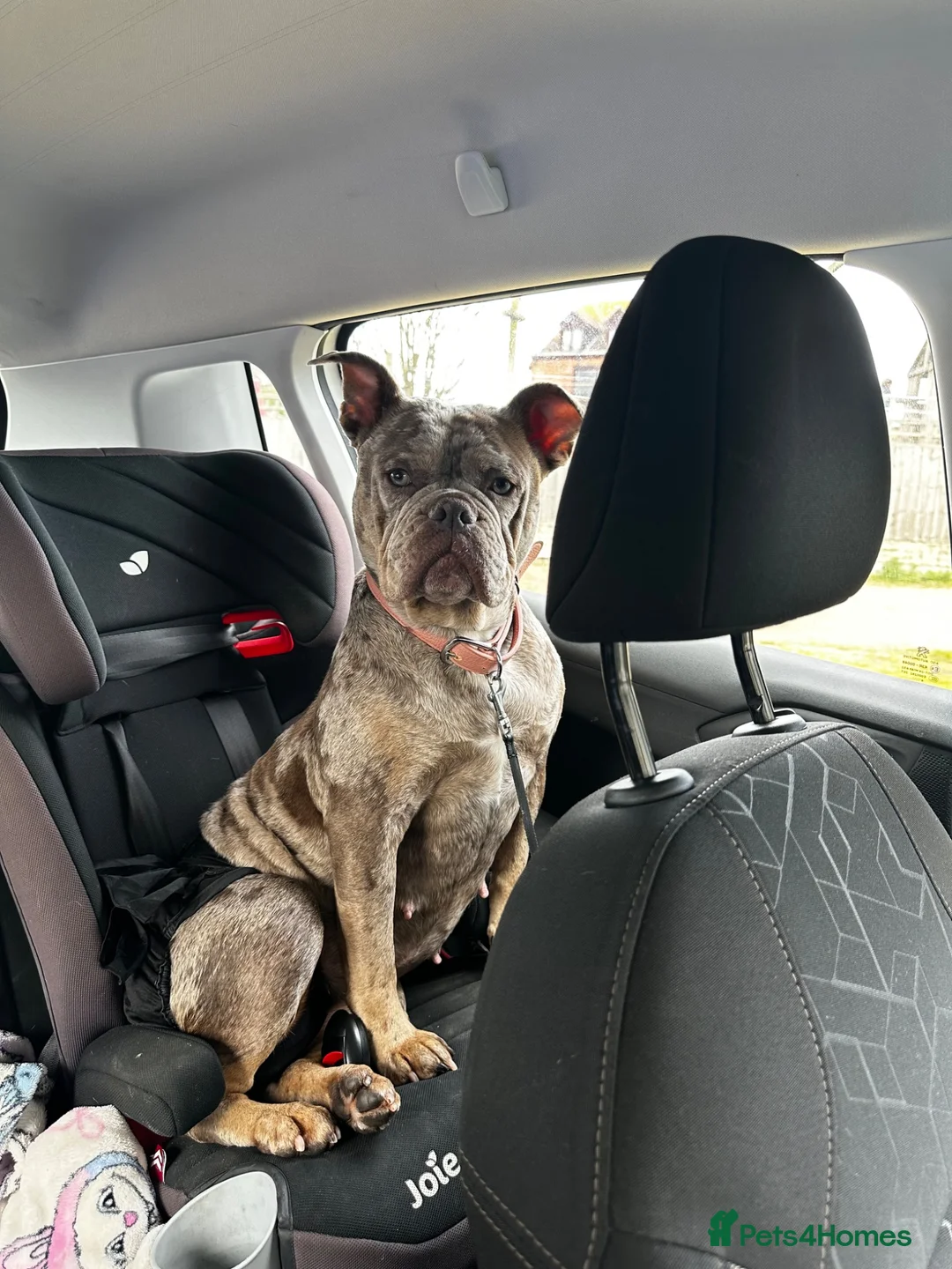 Mixed Breed dogs for sale: 🐾 AMERICAN BULLDOG X OLD ENGLISH BULLDOG PUPPIES in Great Yarmouth - Advert 13