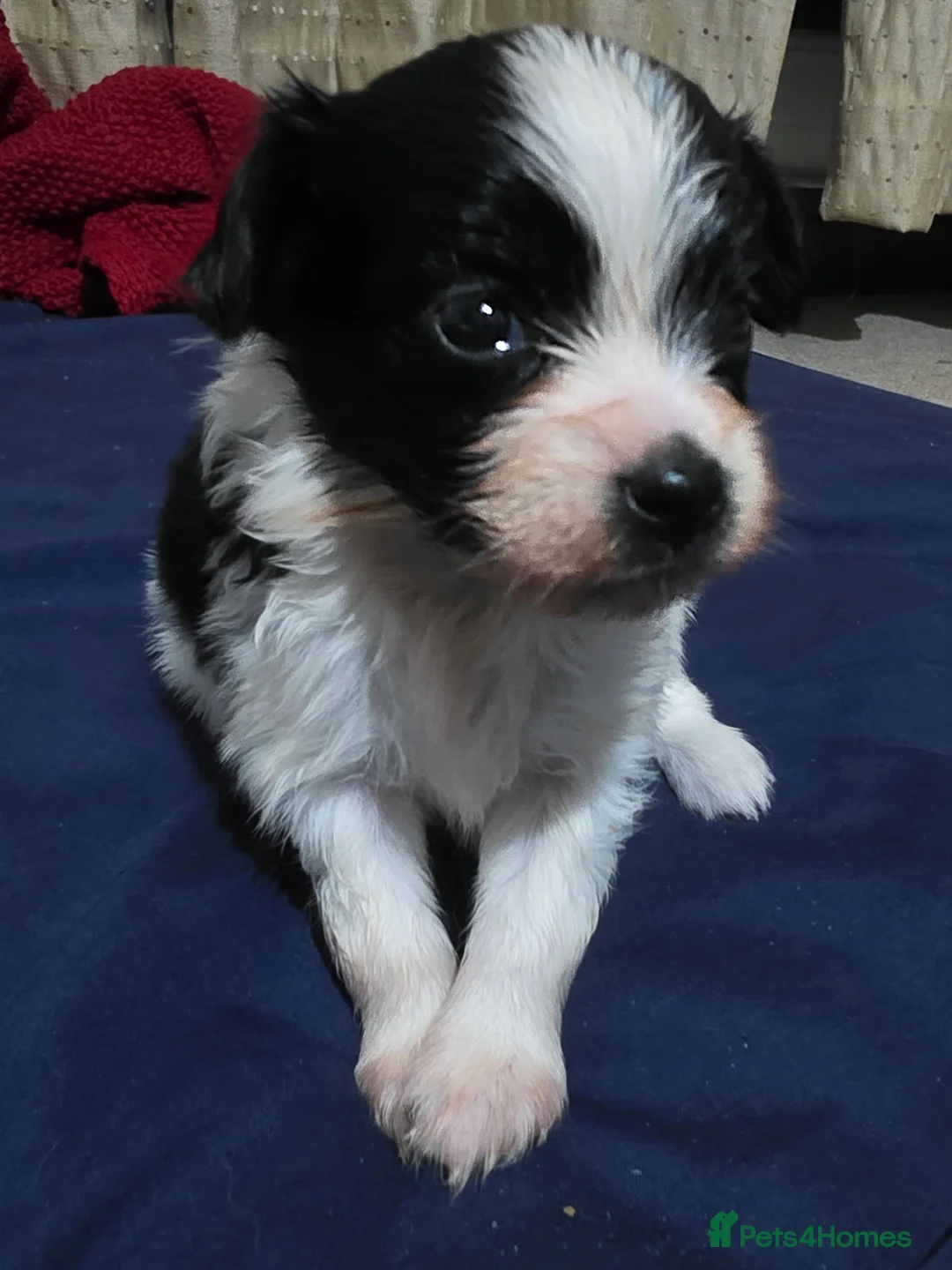 Papillon dogs for sale: Papillon puppies for sale - Advert 22