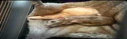 Rat rodents for sale: Two girl rats 1year and 7 months  - Advert 1