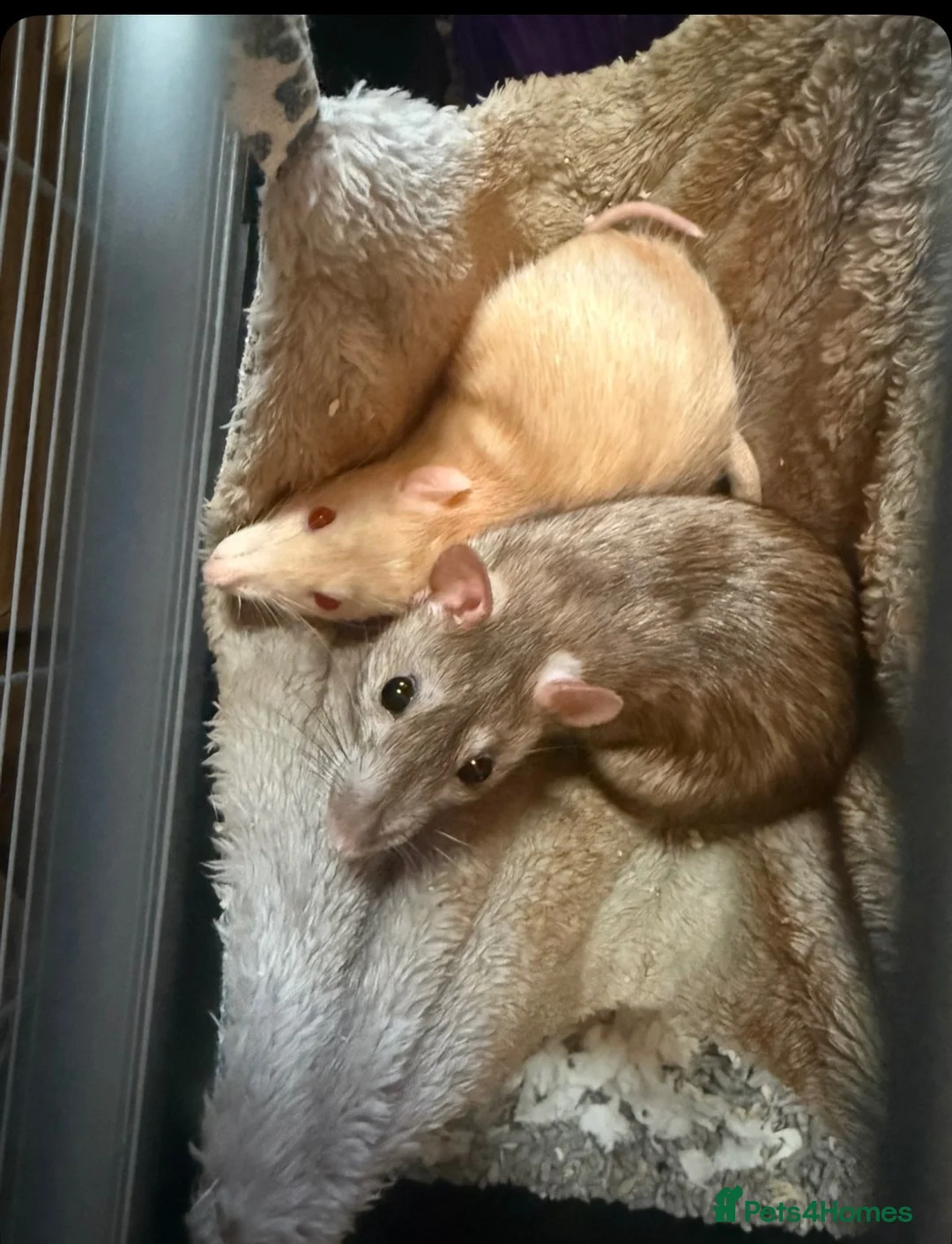 Rat rodents for sale: Two girl rats 1year and 7 months  - Advert 1