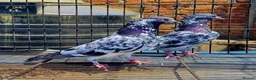 Pigeons birds for sale: Piegons in London - Advert 19