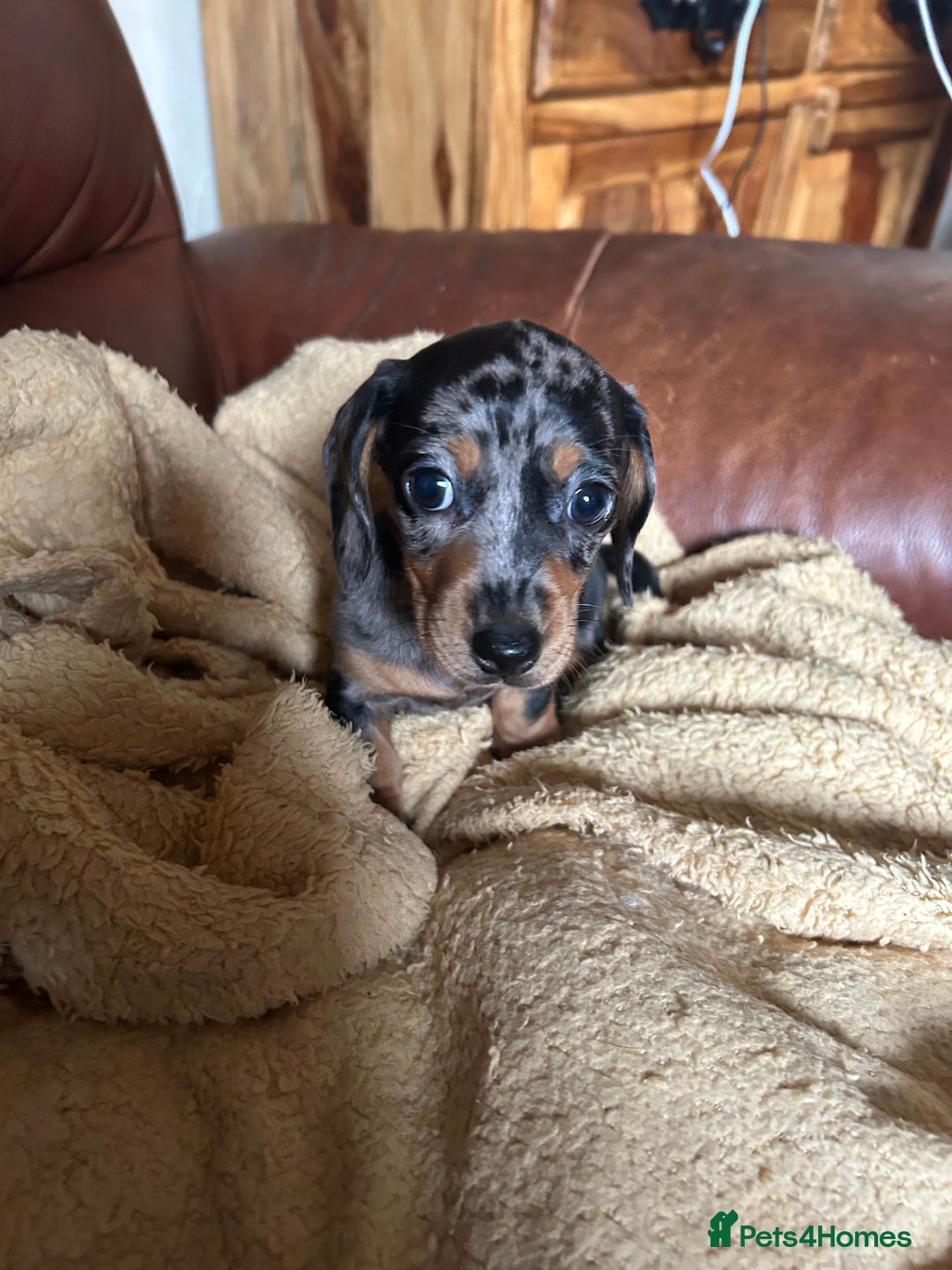 Miniature Dachshund dogs for sale: Miniature dachshund puppies  - Image 3