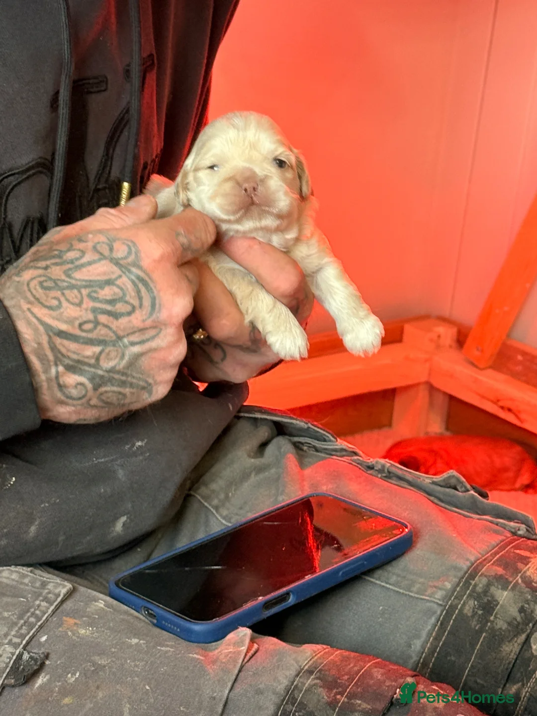 Shih Tzu dogs for sale: Five Pure Shihtzu puppies - Advert 2