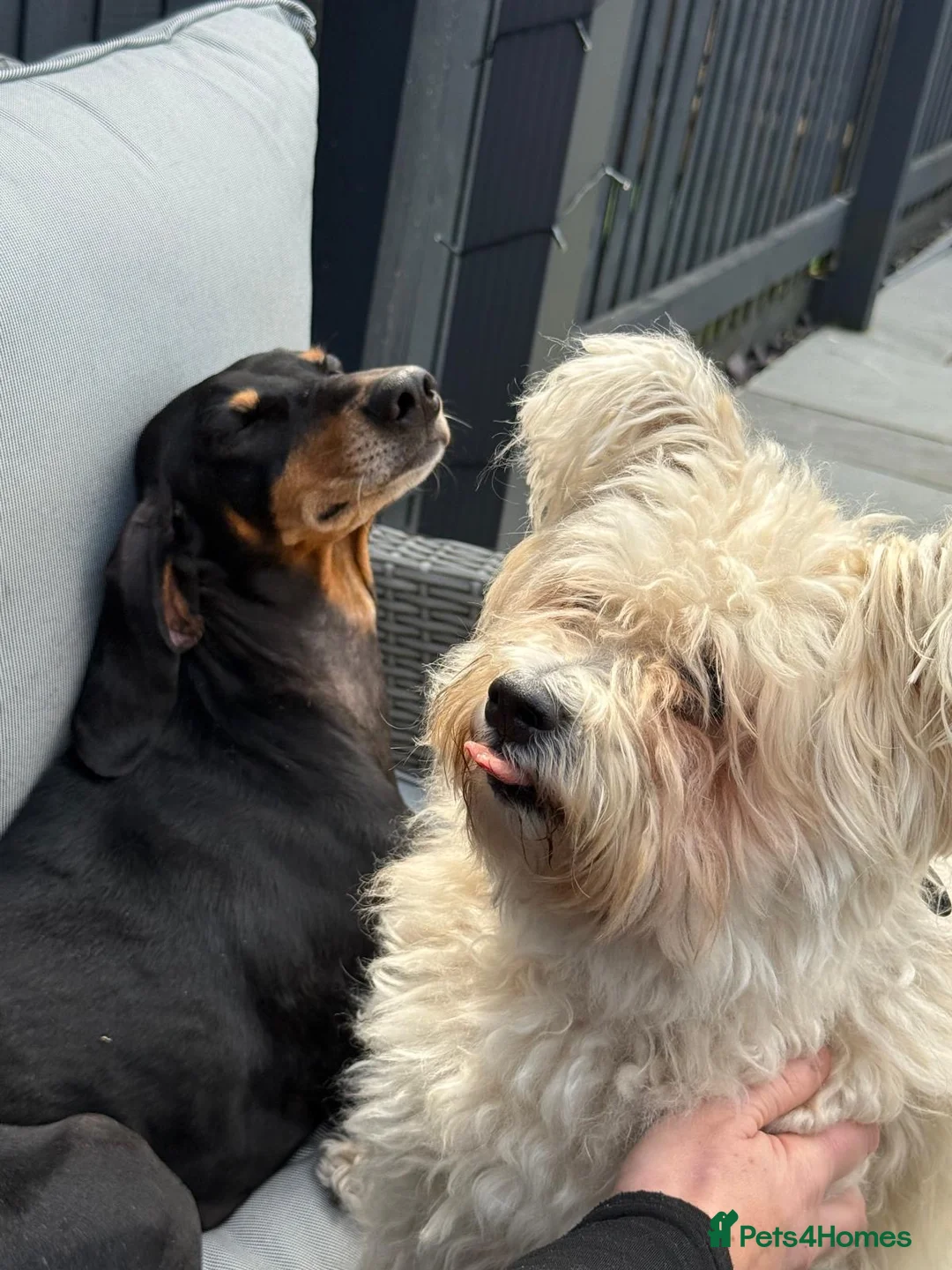 Mixed Breed dogs for adoption: Stella the sweet hound ready for adoption in Welshpool - Advert 2