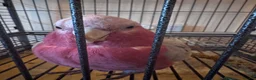Cockatoo birds for sale: Pink galah cockatoo  in Matlock - Advert 2