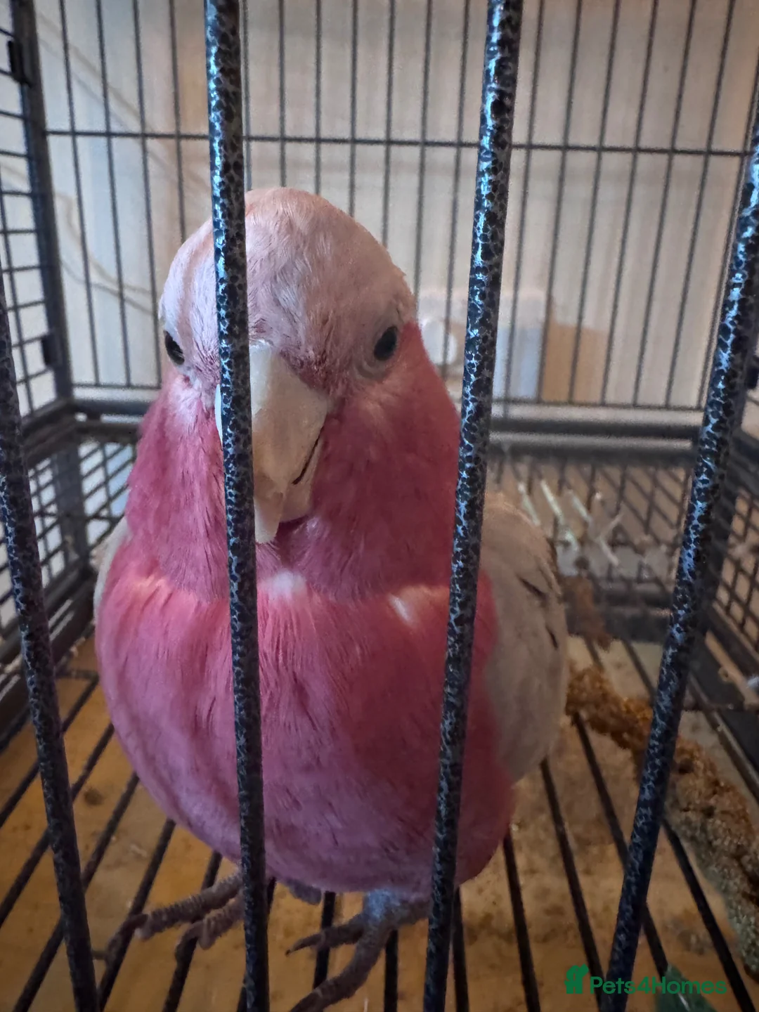 Cockatoo birds for sale: Pink galah cockatoo  in Matlock - Advert 2