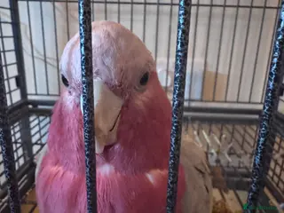 Cockatoo birds Pink galah cockatoo - Advert 11