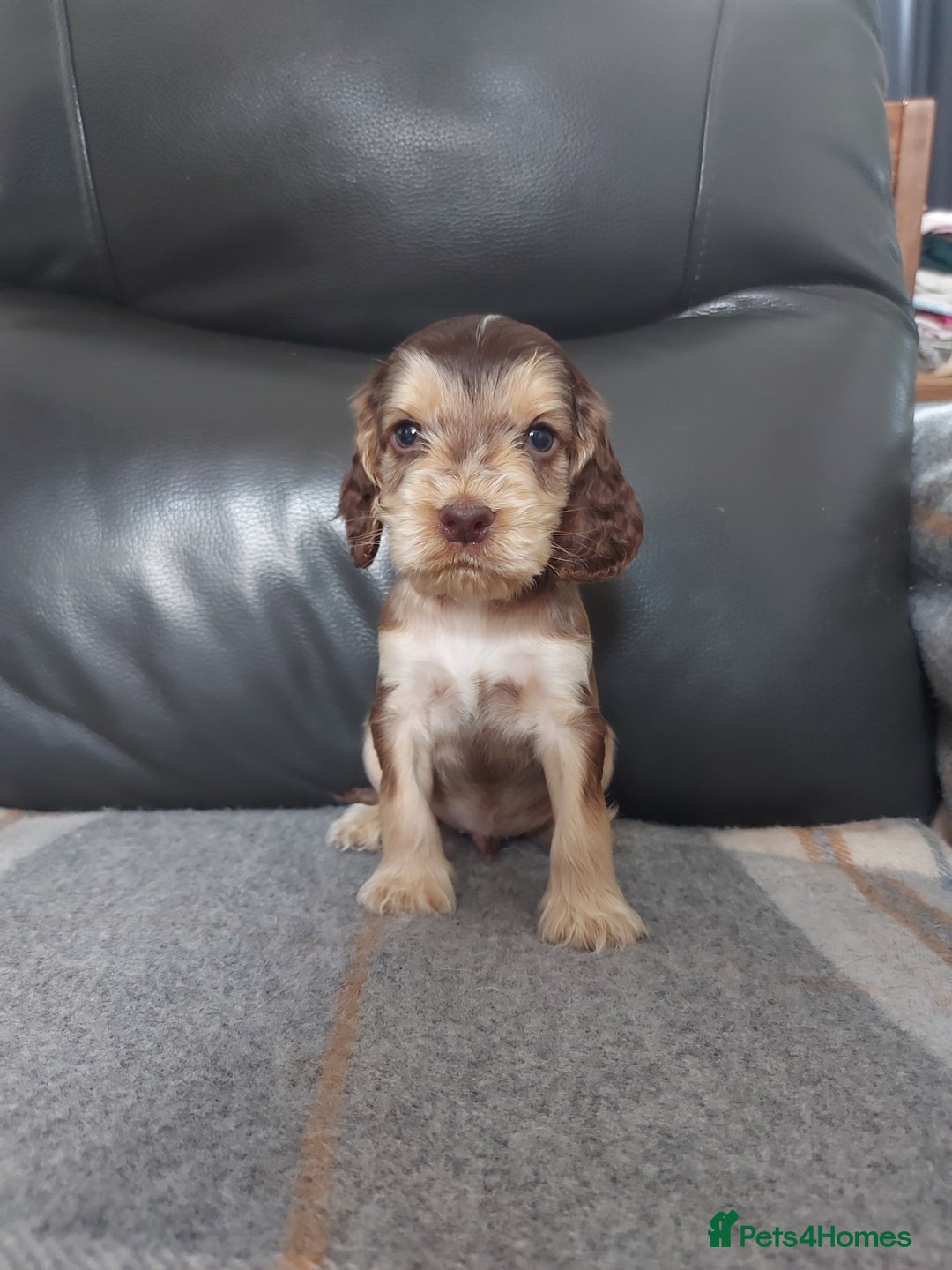 Cocker Spaniel dogs for sale: 8 beautiful kc reg show cocker puppy for sale - Image 18