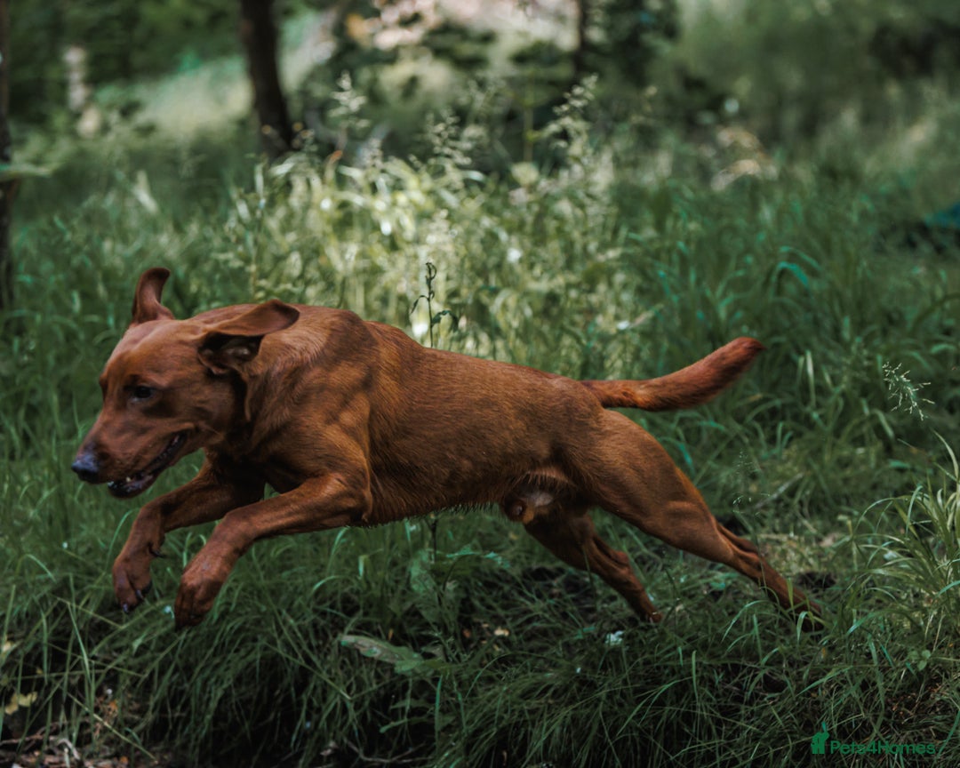 Labrador Retriever dogs for stud: Fully health tested DNA Clear  - Image 3