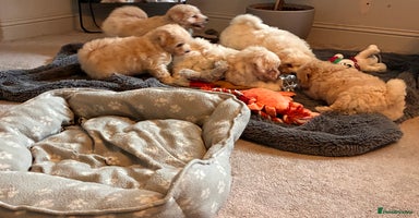 Poochon dogs - Advert 16