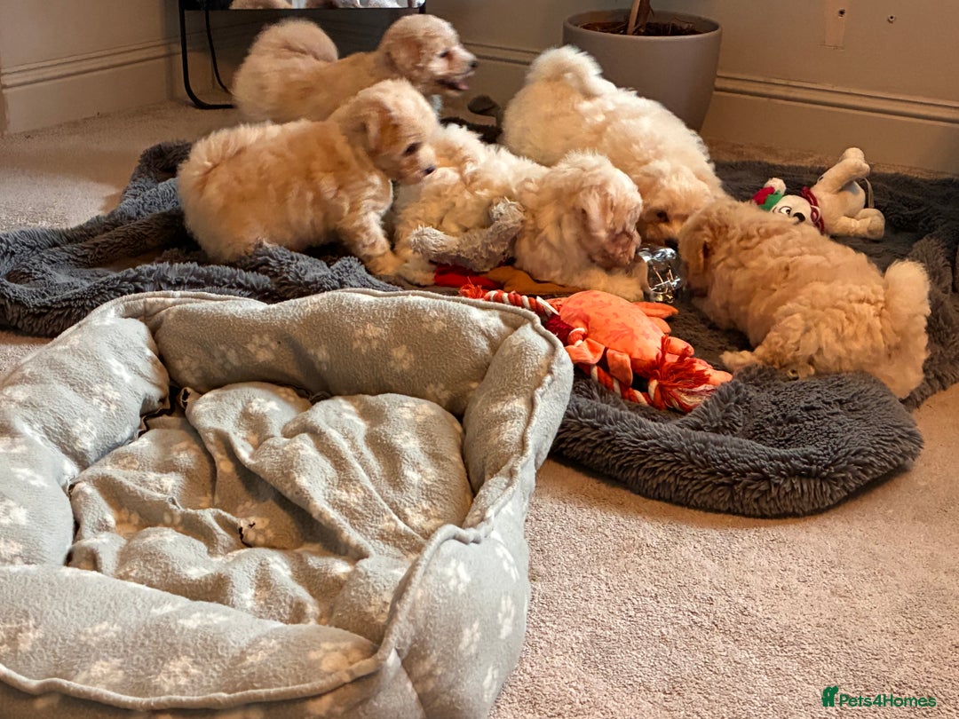Poochon dogs for sale: *Stunning Poochon puppies* - Image 2