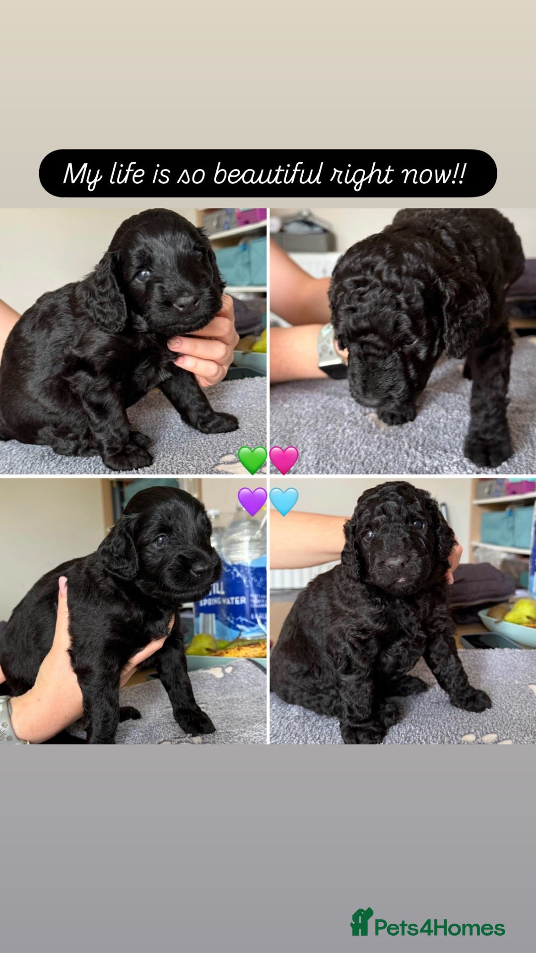 Labradoodle dogs PUPPS READY 13th LAST THREE LEFT BLACK LABRADOODLE - Advert 1