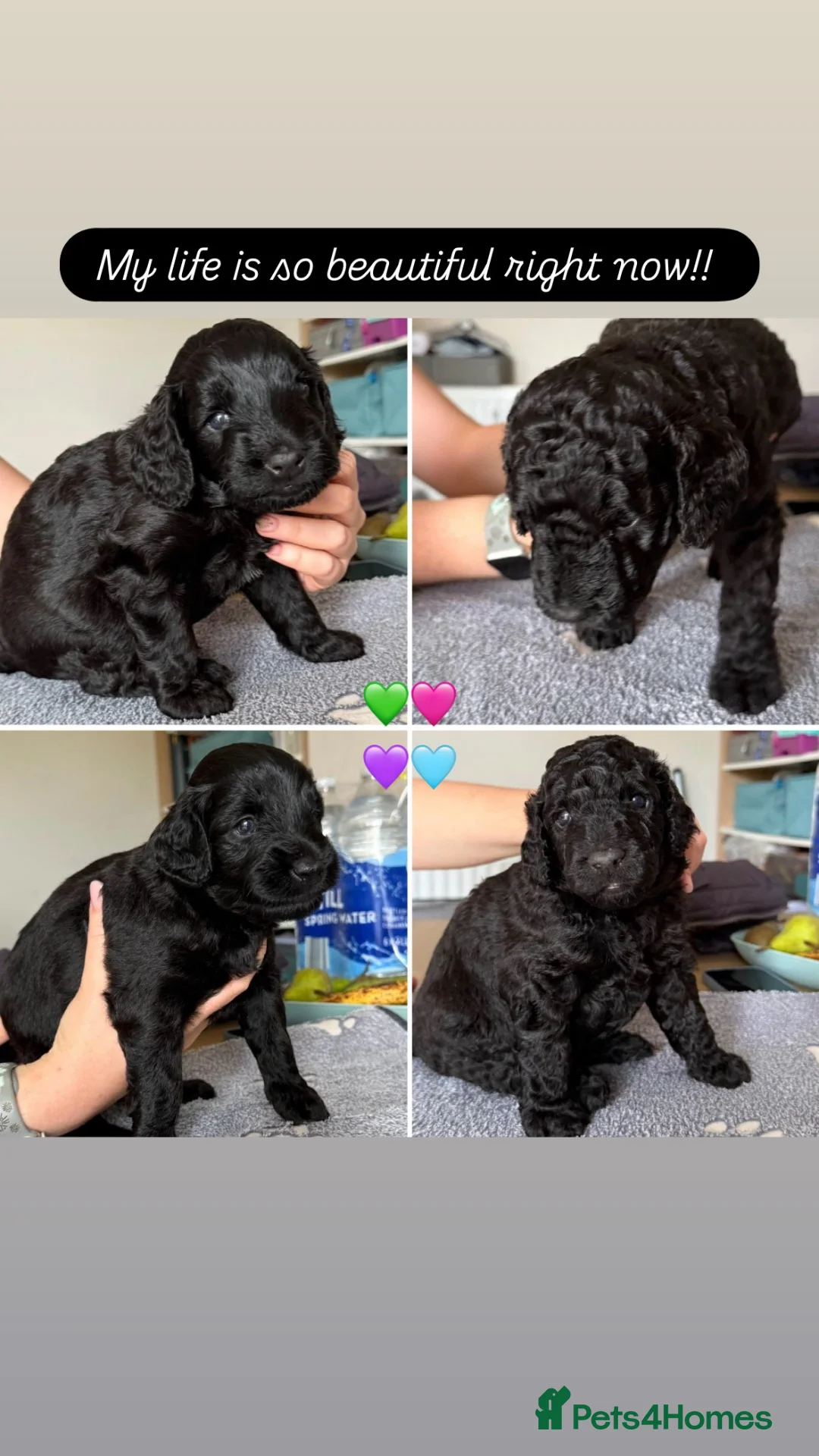 Labradoodle dogs for sale: PUPPS READY 13th LAST THREE LEFT BLACK LABRADOODLE - Advert 1