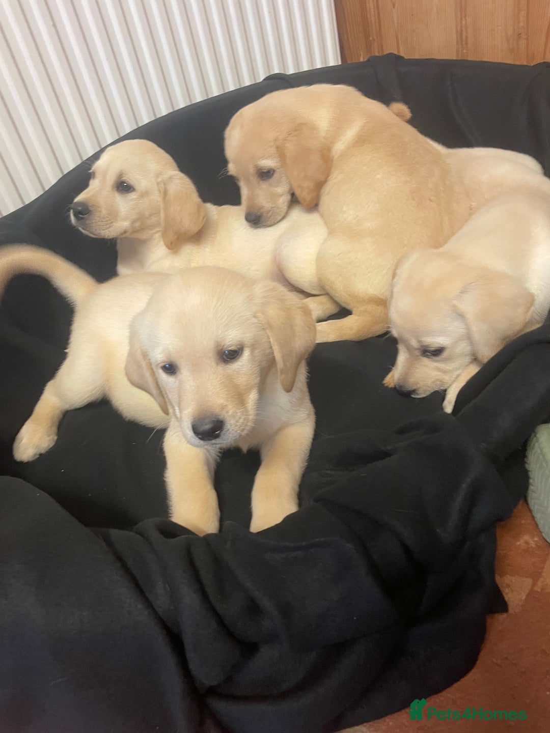 Labrador Retriever dogs for sale: Beautiful Andrex Labrador Puppy’s  - Image 16