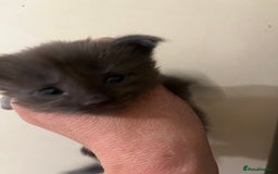 Maine Coon cats for sale: Purebred Maine Coons kittens.  - Image 5