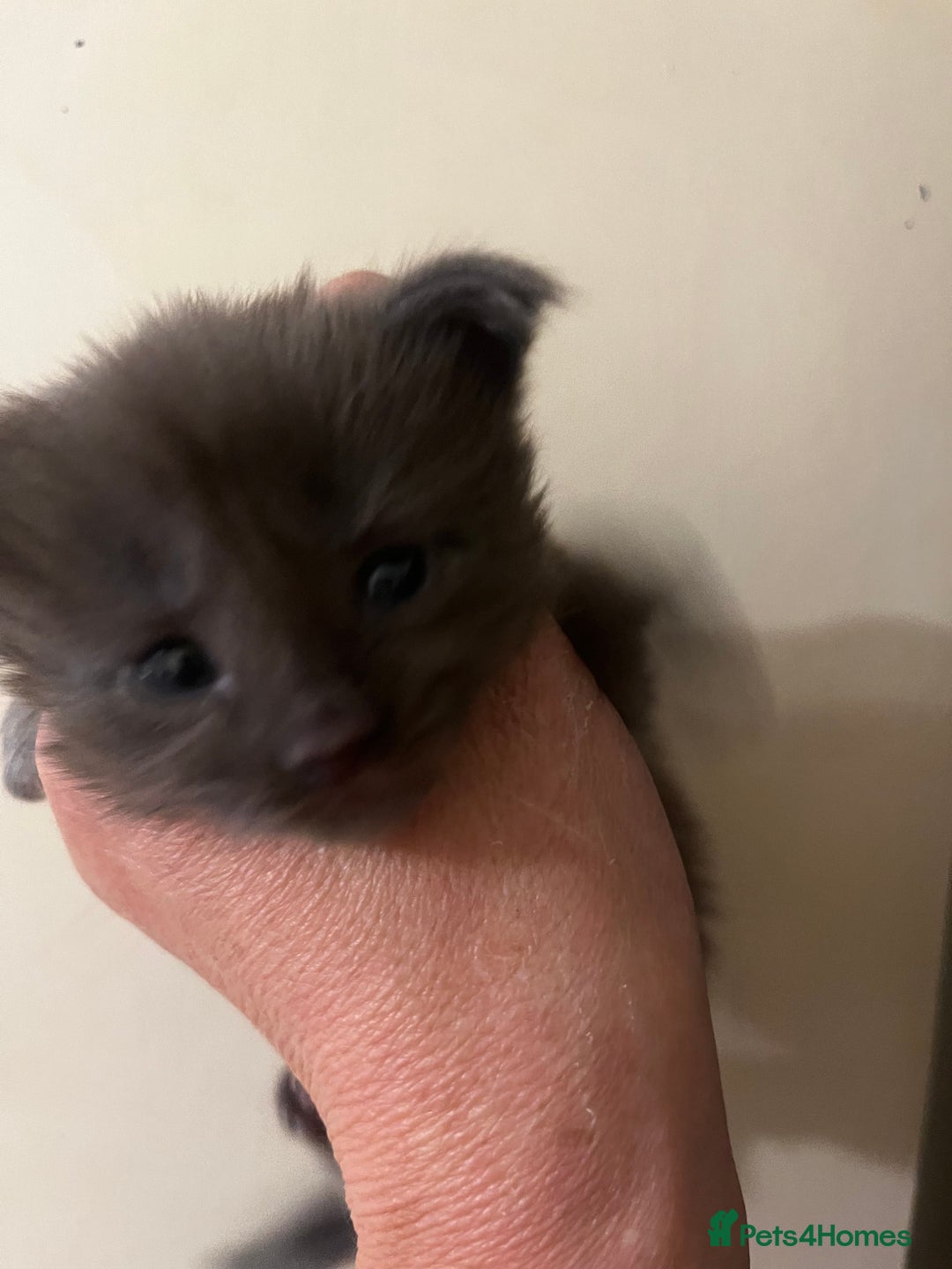 Maine Coon cats for sale: Purebred Maine Coons kittens.  - Image 5