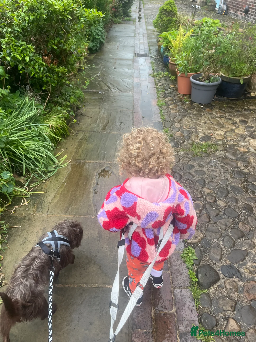 Patterdale Terrier dogs for sale: Lovely patterdale terrier - Advert 3