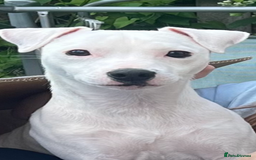 Jack Russell dogs for sale: Casper - Image 3