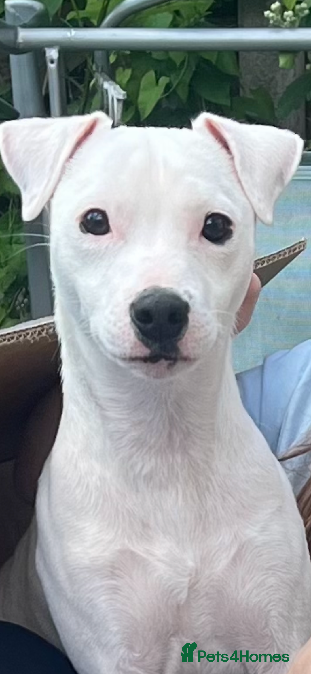 Jack Russell dogs for sale: Casper - Image 3