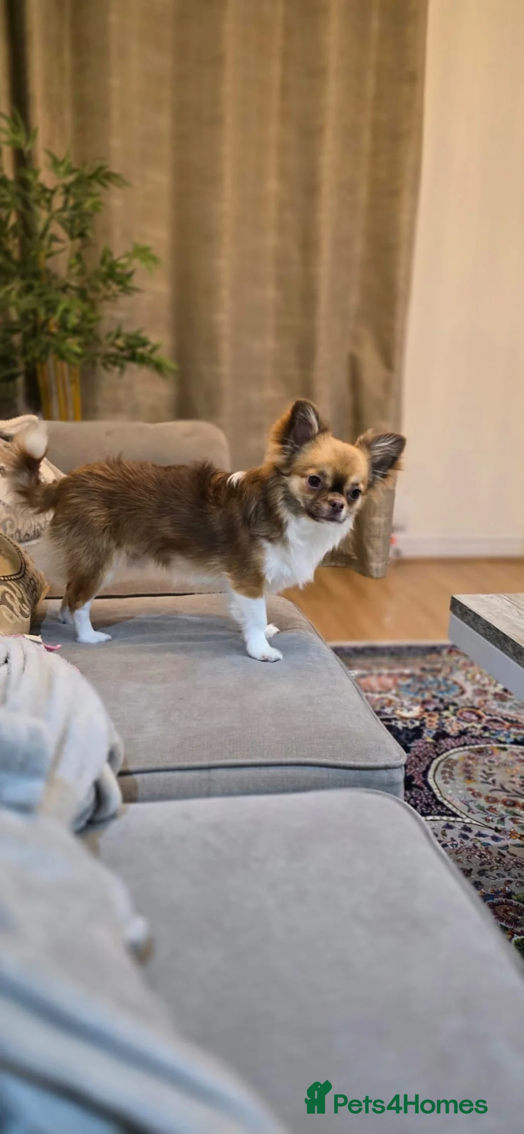 Chihuahua dogs for sale: Hairy chihuahua - Advert 12