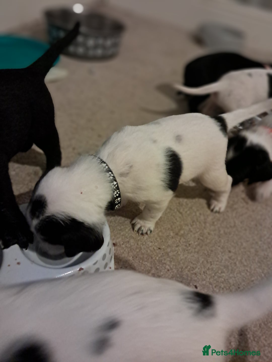 Mixed Breed dogs for sale: Splurcherpoo puppys - Image 5