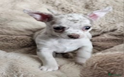 Chihuahua dogs for sale: 2 male Chihuahuas back for sale reduced to 995  in Huntingdon - Image 7