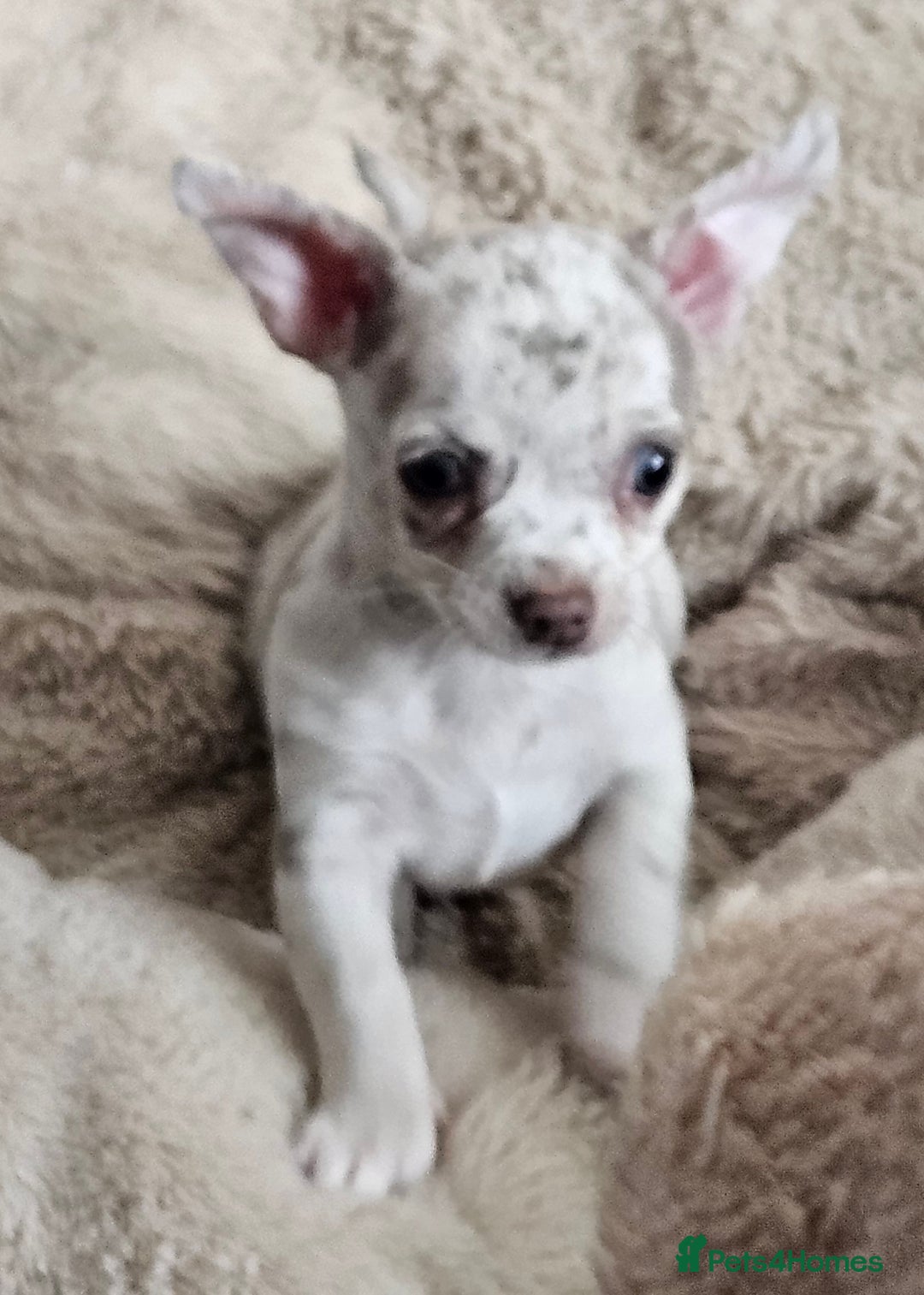Chihuahua dogs for sale: 2 male Chihuahuas back for sale reduced to 995  in Huntingdon - Image 7