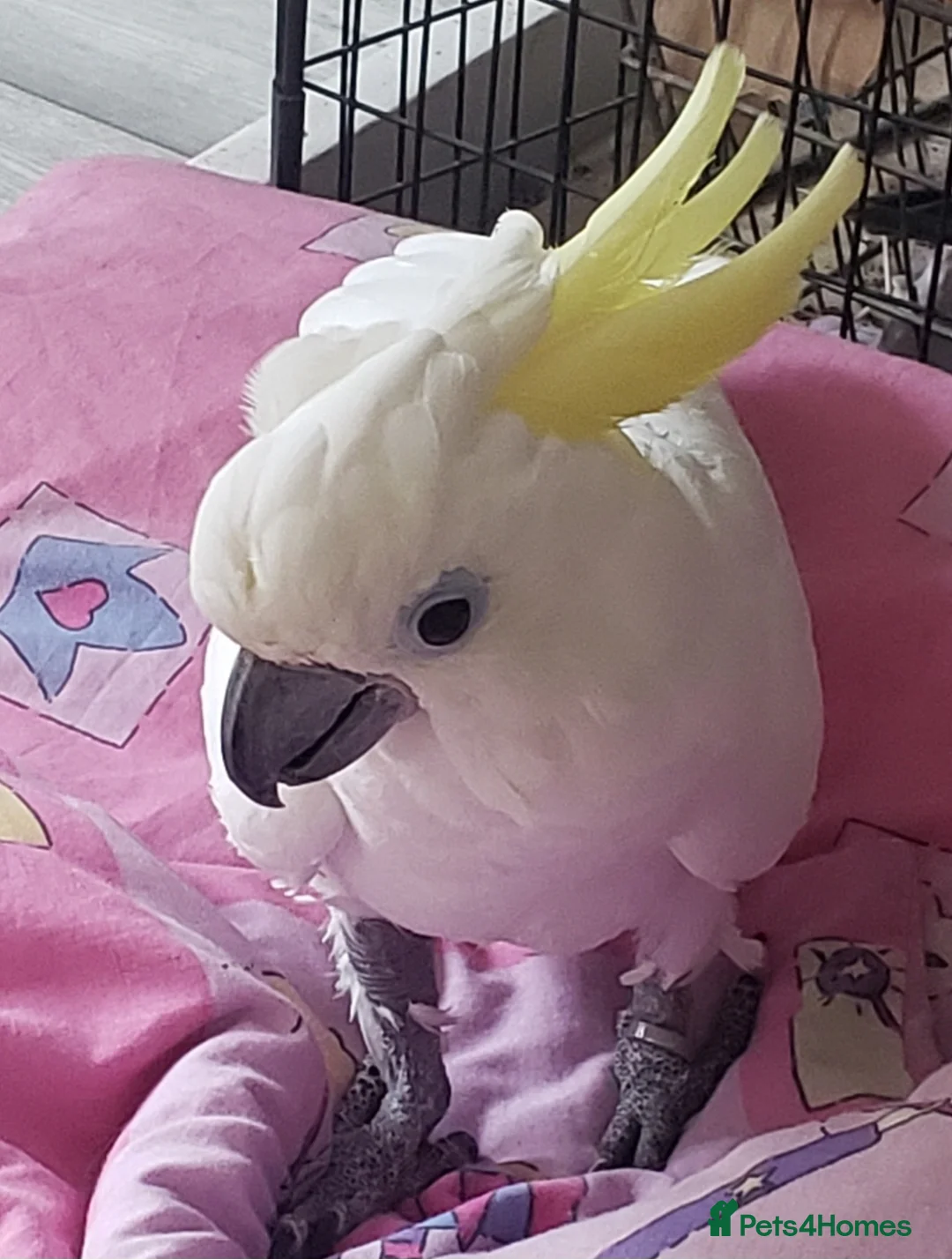Cockatoo birds for sale: Sulphur Crested Cockatoo - Advert 2