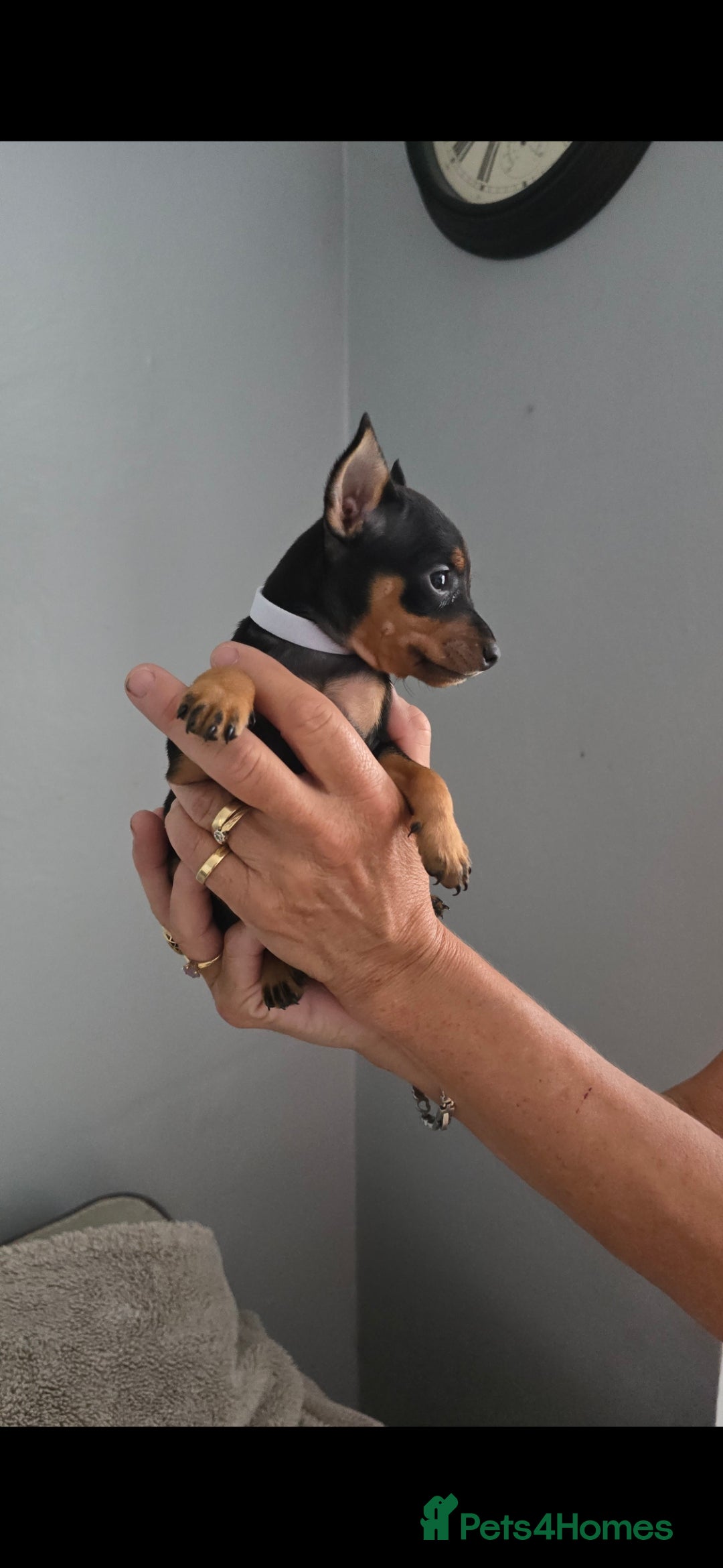Miniature Pinscher dogs for sale: Beautiful Miniature pinscher Puppies  - Image 16