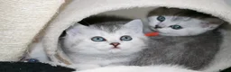 British Shorthair cats for sale: Rare Silver British Shorthair Chinchilla Kittens in Wishaw - Advert 2