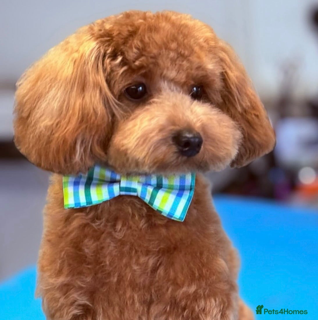 Cavapoo dogs F1b tiny toy Cavapoo male.  - Advert 6