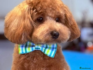 Cavapoo dogs F1b tiny toy Cavapoo male. - Advert 1