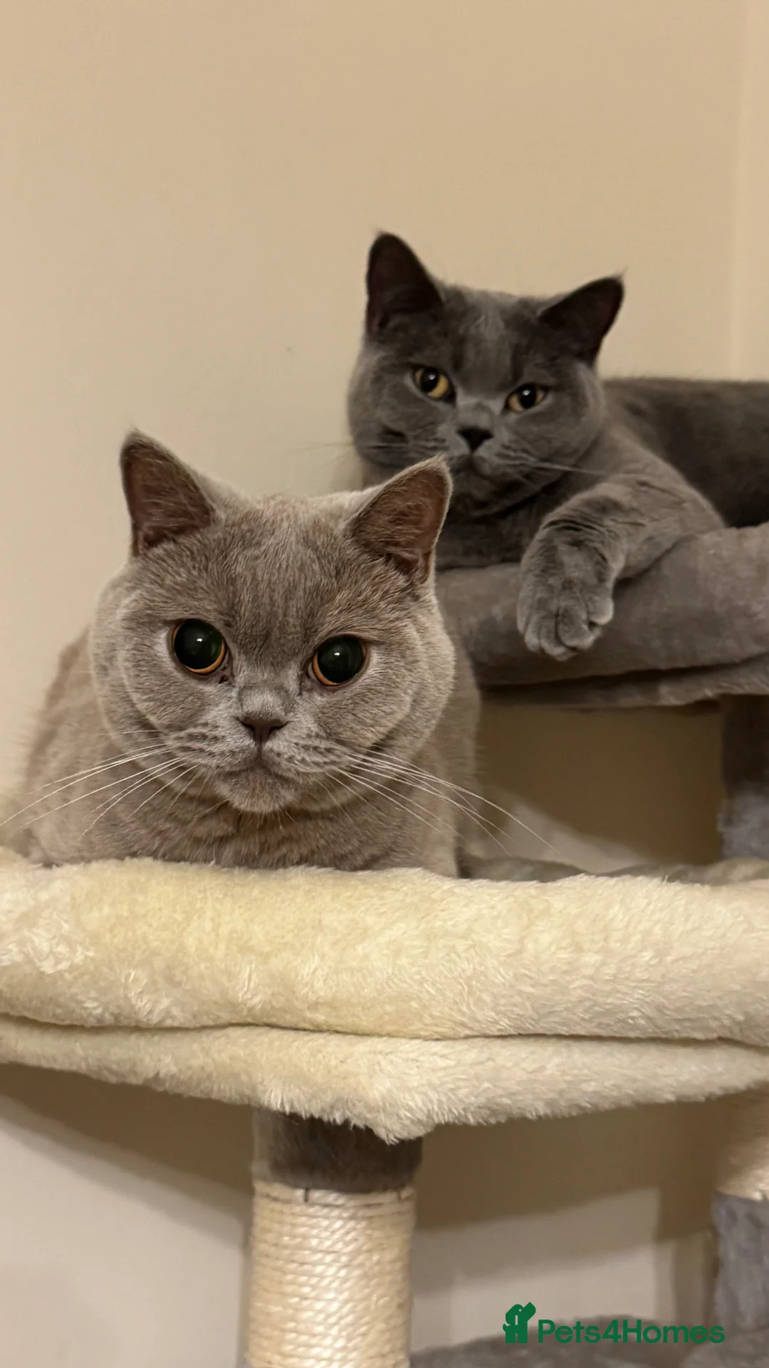 British Shorthair cats for sale: Beautiful British Shorthair Pair (M&F) - Advert 2
