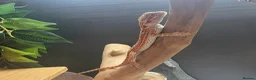 Bearded Dragon reptiles for sale: Beautiful male bearded dragon  - Advert 4