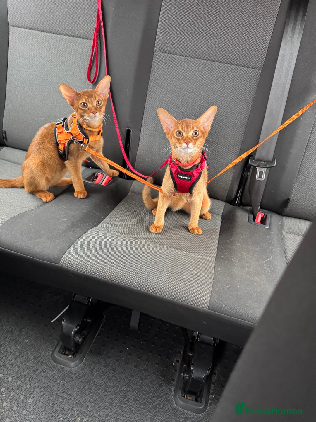 Abyssinian cats for sale: Abyssinian kittens looking for their new home - Image 34