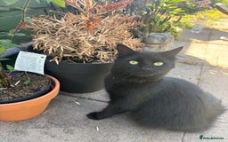 Mixed Breed cats for sale: *Adoption* Beautiful cat needs the perfect home - Image 2