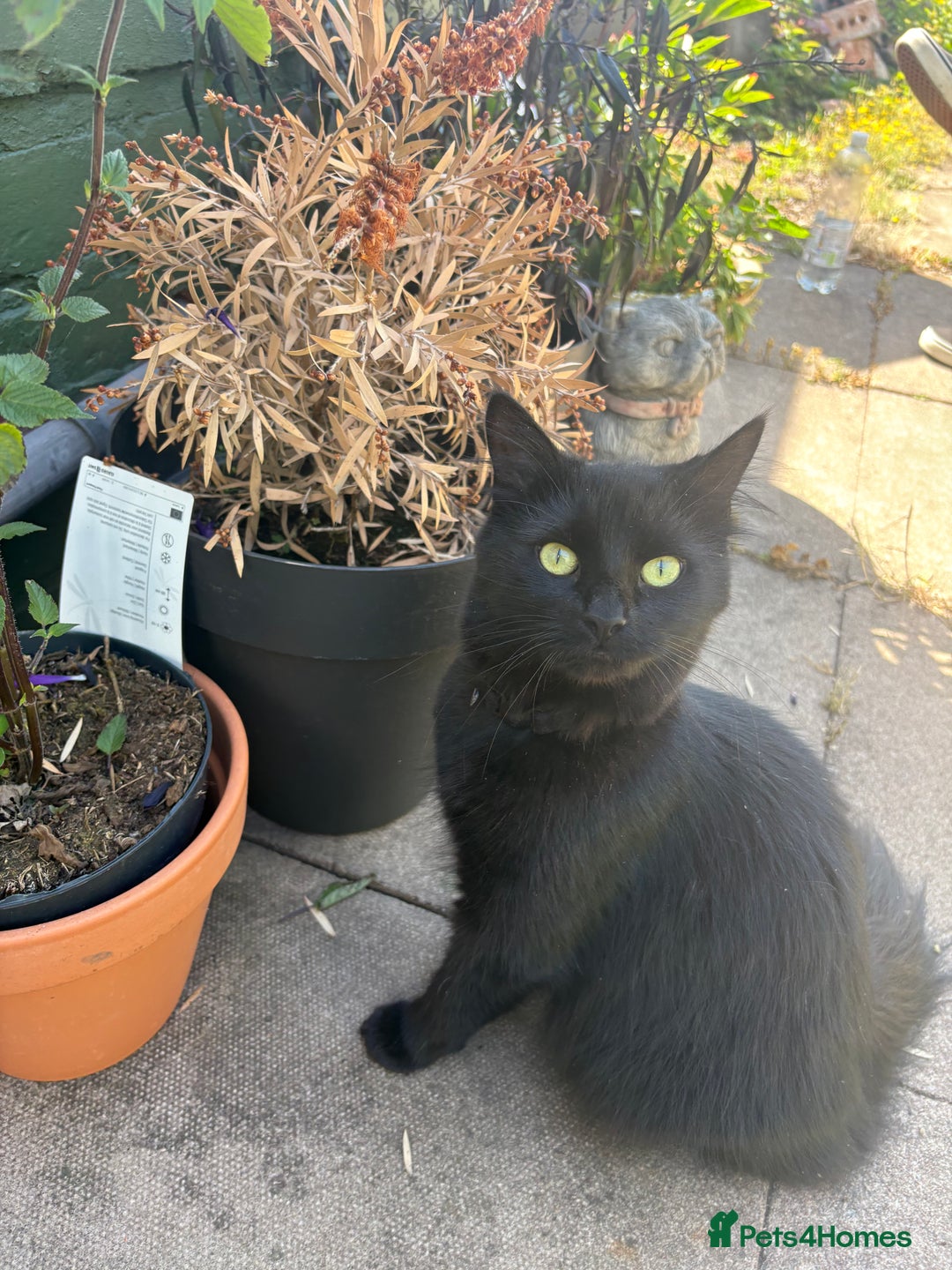 Mixed Breed cats for sale: *Adoption* Beautiful cat needs the perfect home - Image 2