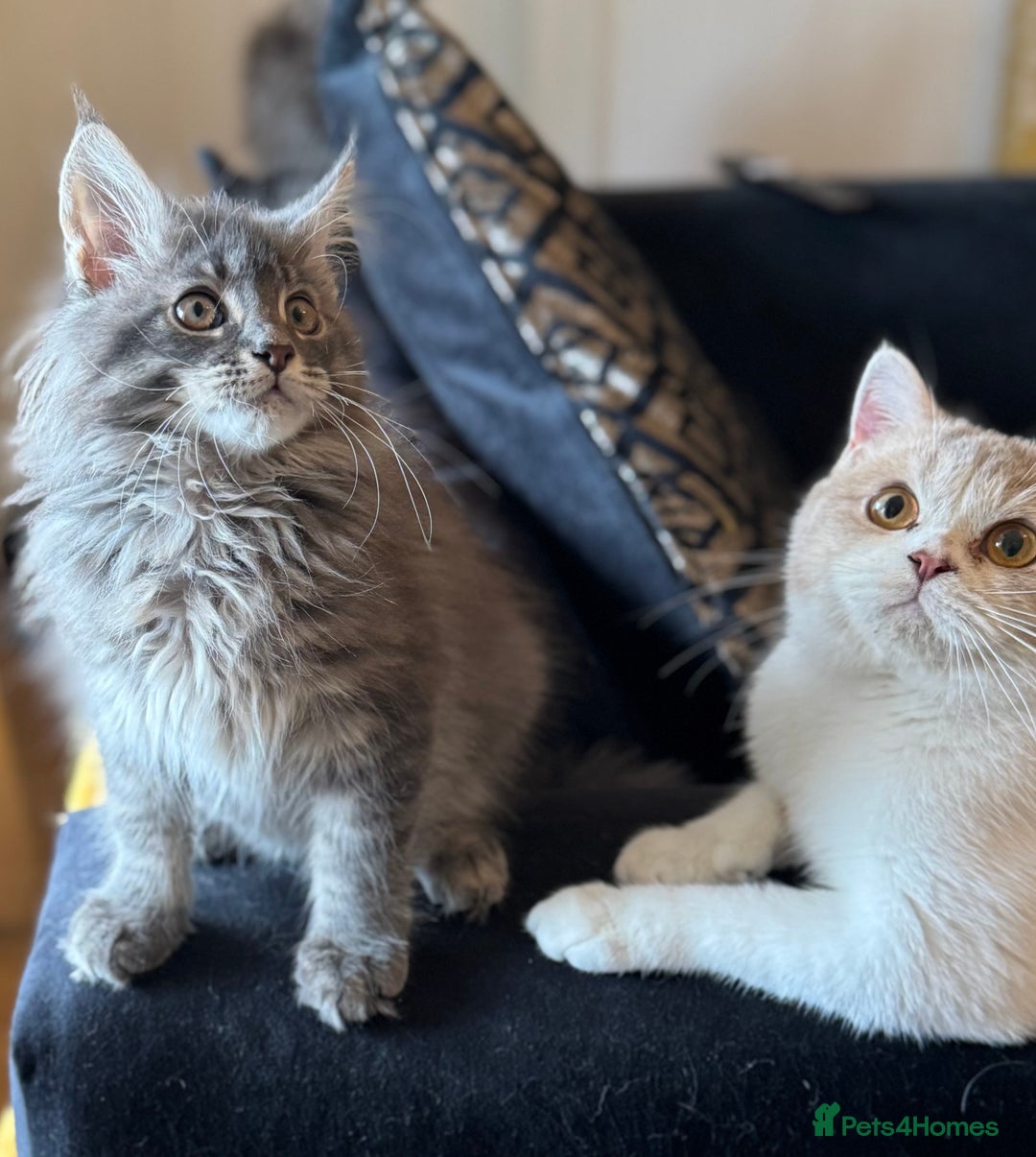 Maine Coon cats for sale: Ready NOW! TICA splendid Maine Coon - Image 6