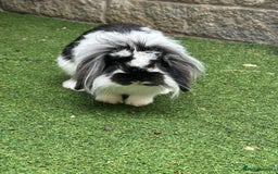 Dwarf Lop rabbits for sale: Free to good home & his cage - Image 2