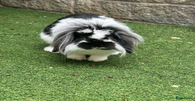 Dwarf Lop rabbits - Advert 14