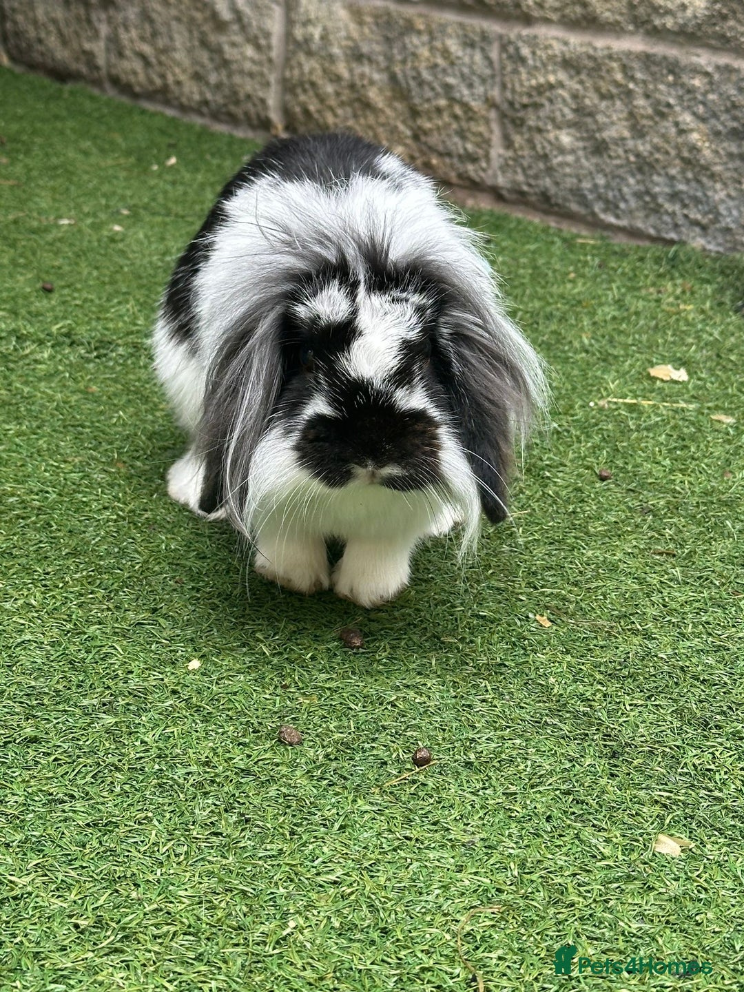 Dwarf Lop rabbits for sale: Free to good home & his cage - Image 2