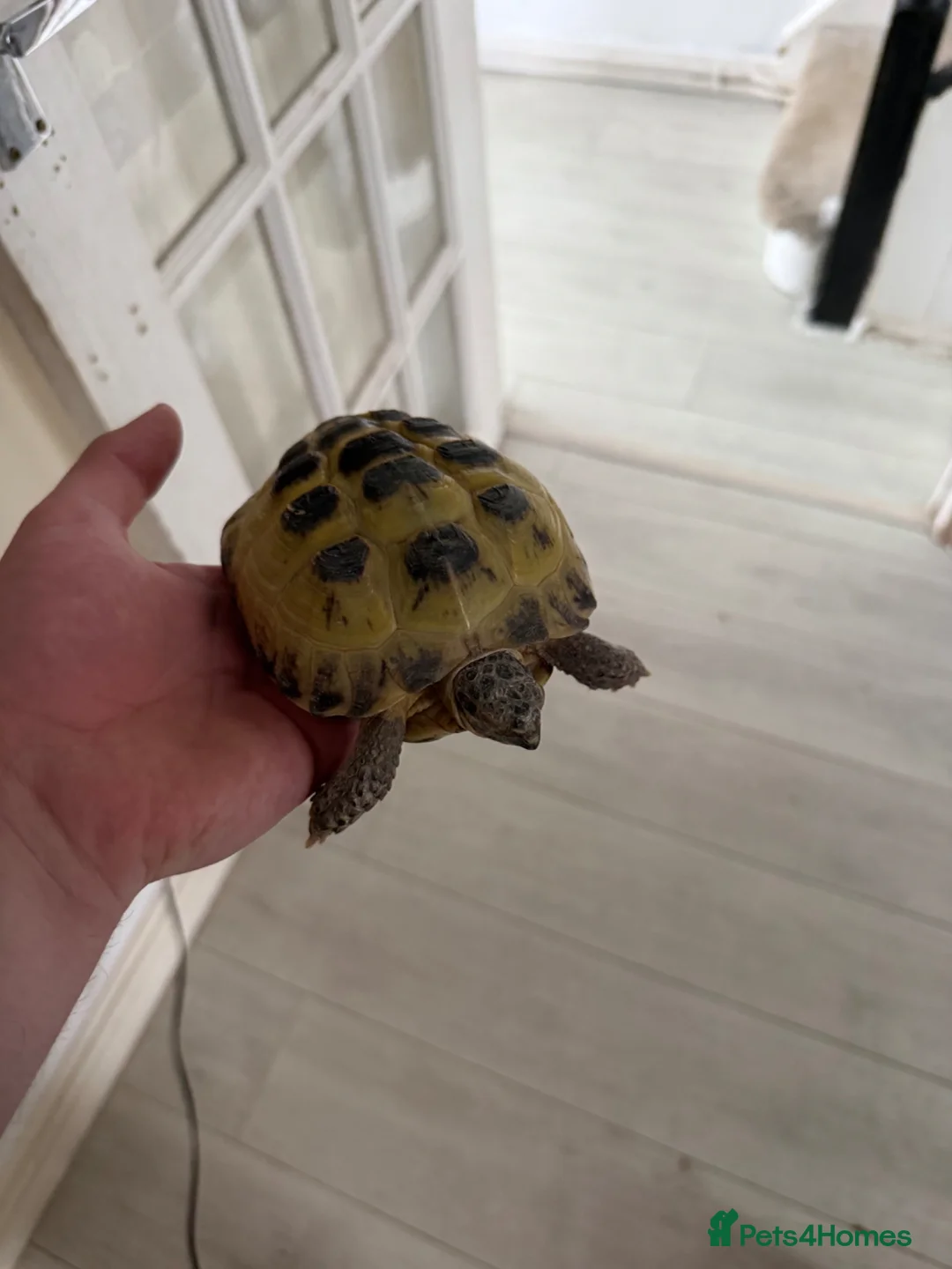 Hermann Tortoise reptiles for sale: Female tortoises  in Saint Austell - Advert 3