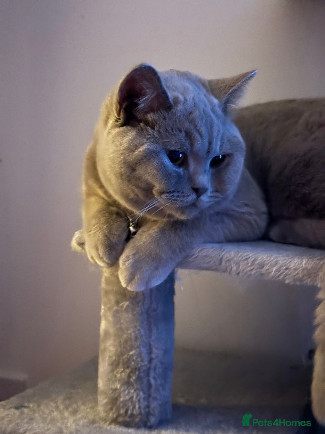 British Shorthair cats for stud: British shorthair for stud  - Advert 3