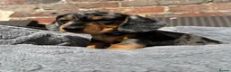 Dachshund dogs for sale: LAST 2 DACHSHUNDS LOOKING FOR THEIR FOREVER HOMES - Advert 13