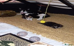 British Shorthair cats for sale: Cute kittens are ready. - Image 17