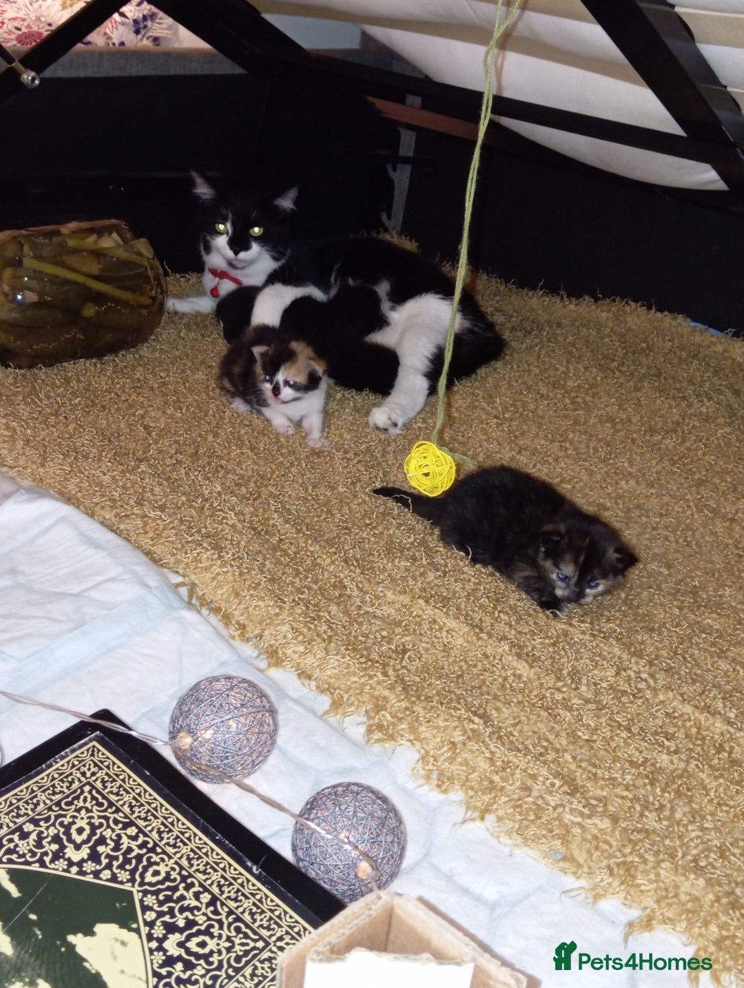 British Shorthair cats for sale: Cute kittens are ready. - Image 17