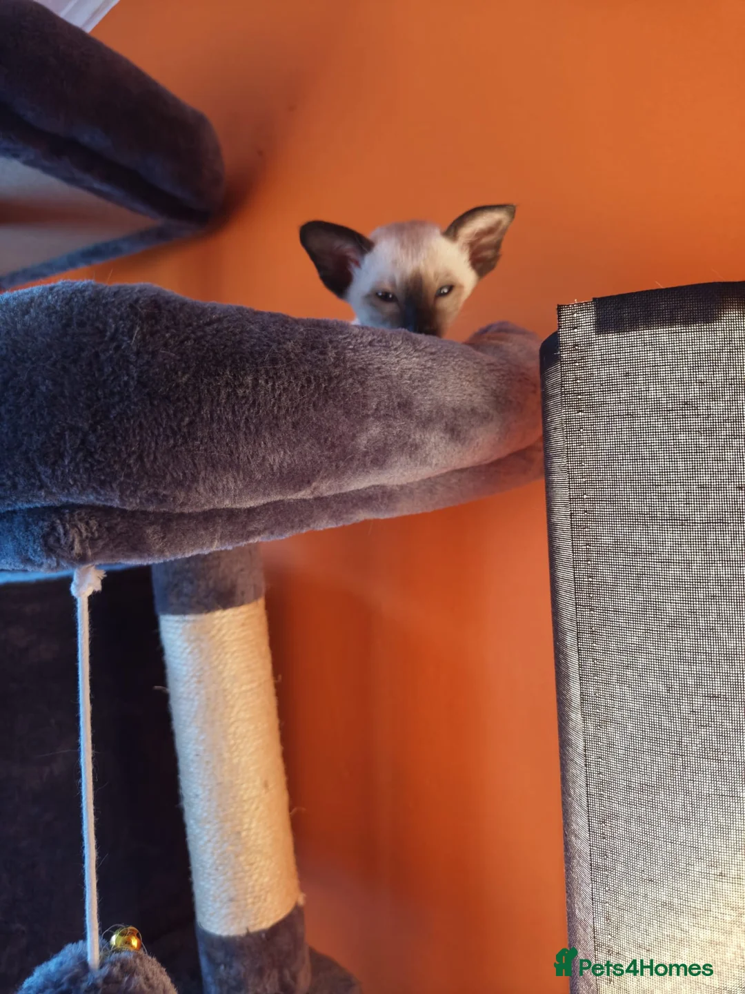 Siamese cats for sale: Gorgeous Siamese kittens!! - Advert 6