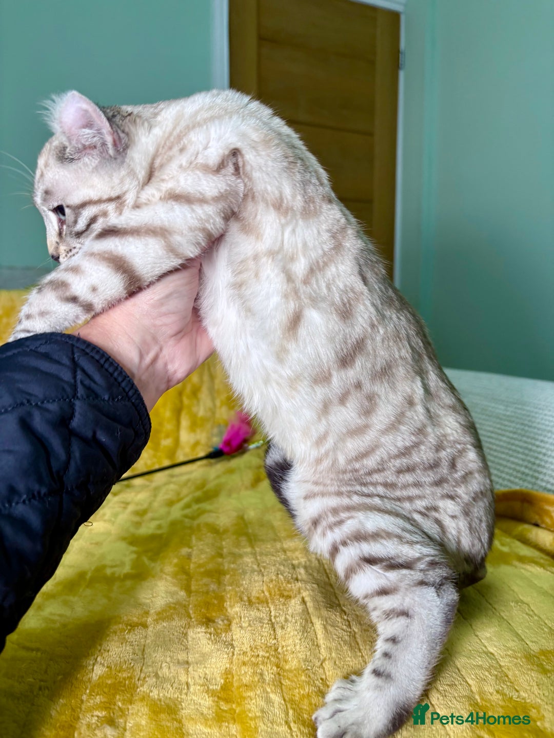 Savannah cats for sale: Breath taking wild looking girl  - Advert 2