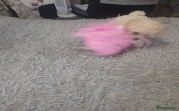 Poochon dogs for sale: Beautiful Poochon Puppies - Image 2