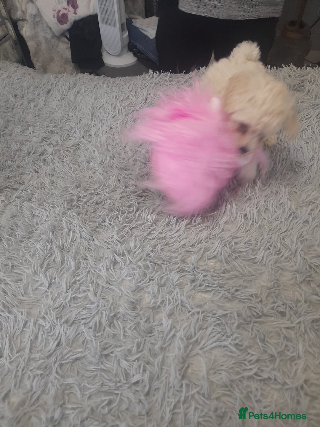 Poochon dogs for sale: Beautiful Poochon Puppies - Image 2